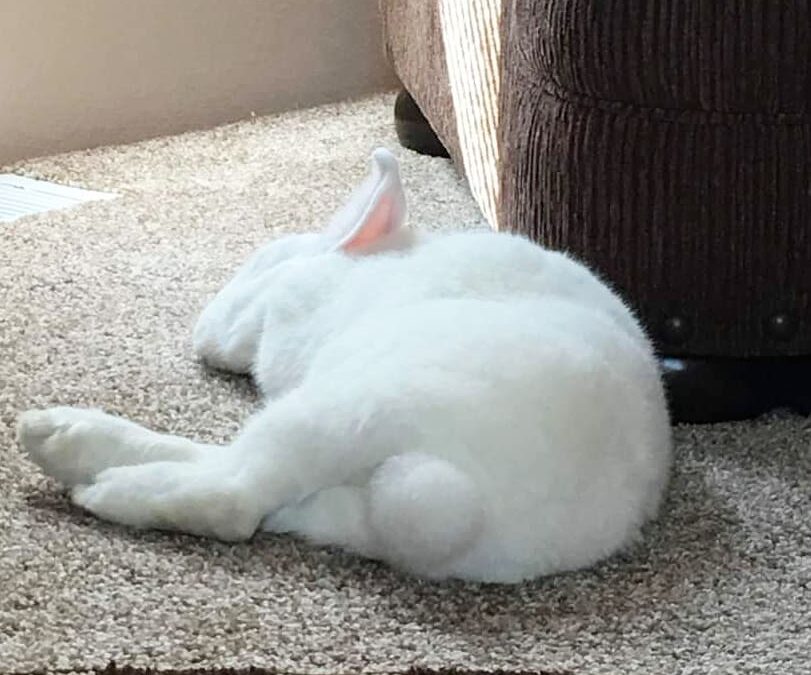 Hey, guess what?! It’s Fluff Butt (Friday)!