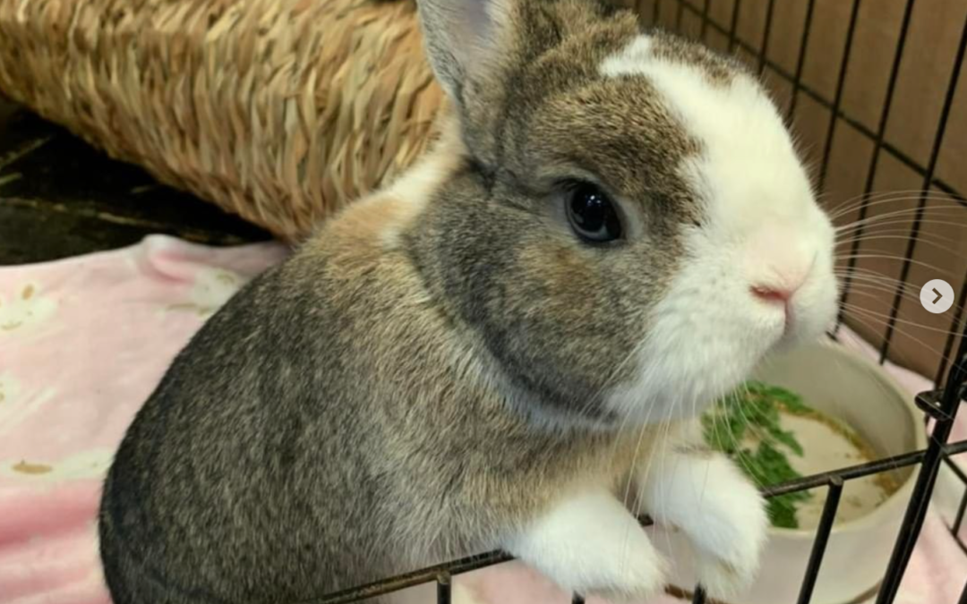 MAX is adopted!