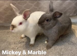 Mickey & Marble | Male
