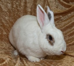 Mini - The Bunny Bunch