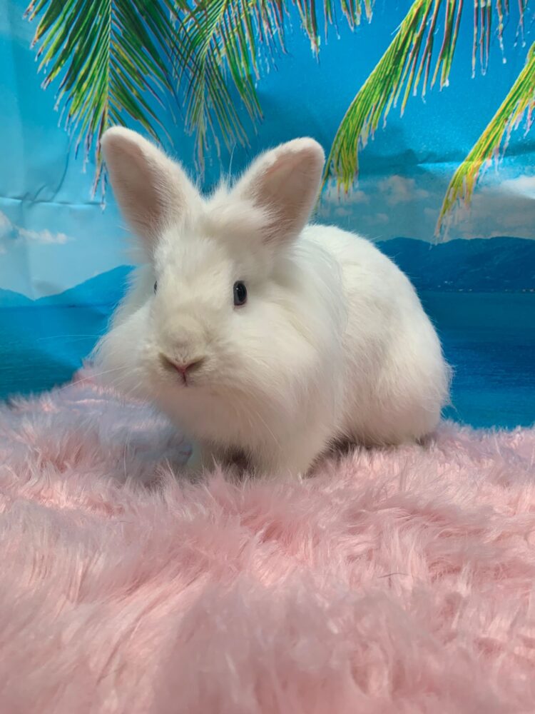 Opal - The Bunny Bunch