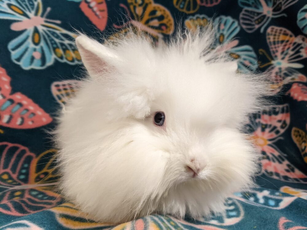 Adoption Information - The Bunny Bunch