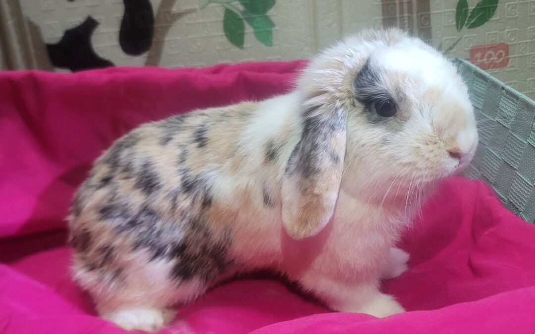Calling all adopters!