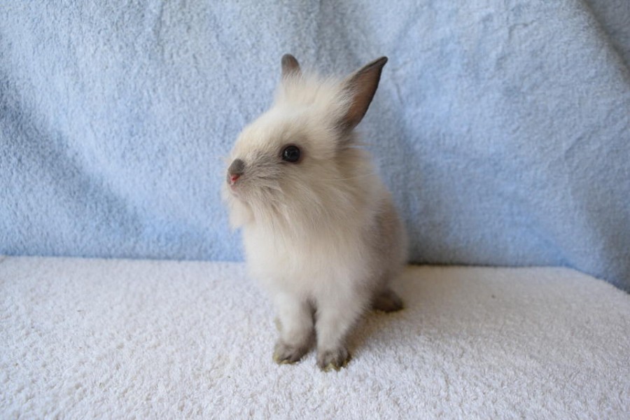 Simla Rabbit Simba - The Bunny Bunch
