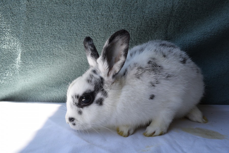 Snoopy - The Bunny Bunch