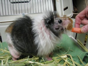 Squeaky