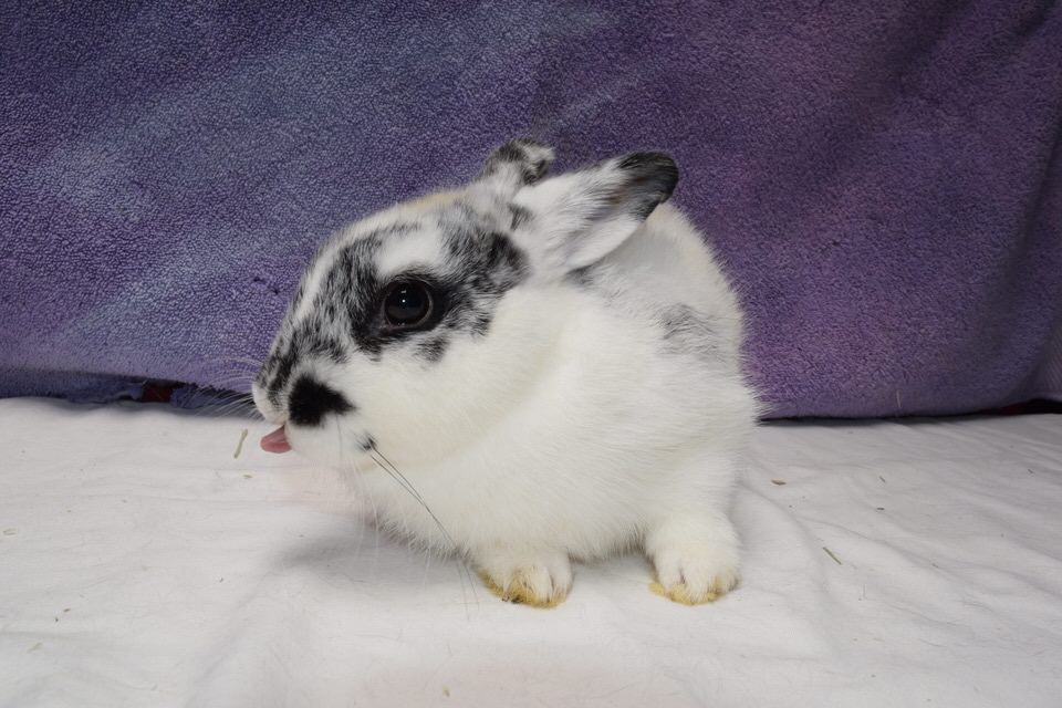 Stud - The Bunny Bunch