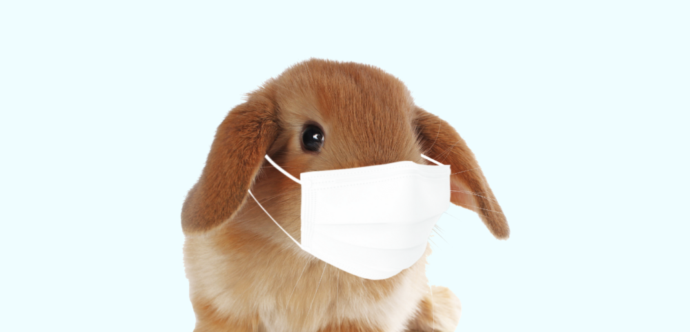 vets that specialize in rabbits