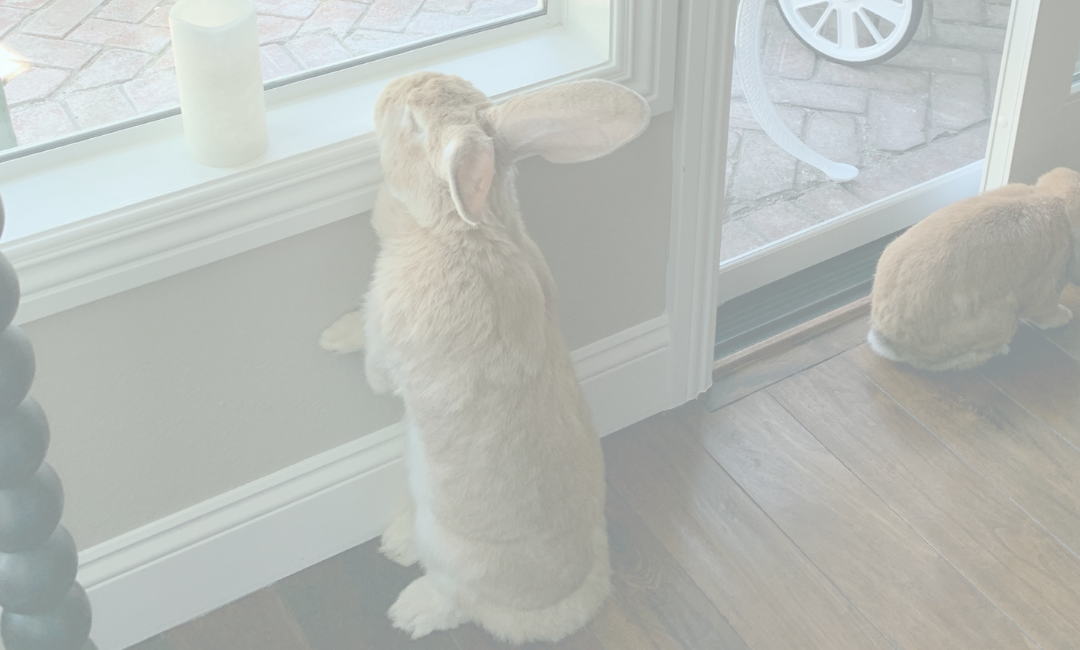 Keep Your Rabbits 100 Indoors The Bunny Bunch
