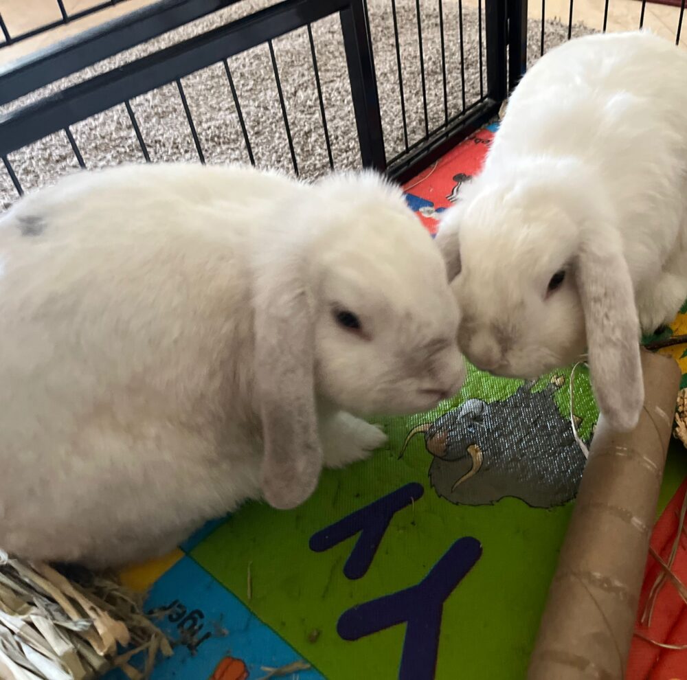 Adoption Information The Bunny Bunch