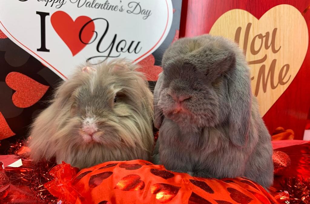 Valentine’s Photo Shoot happening this weekend and next weekend at both locations!