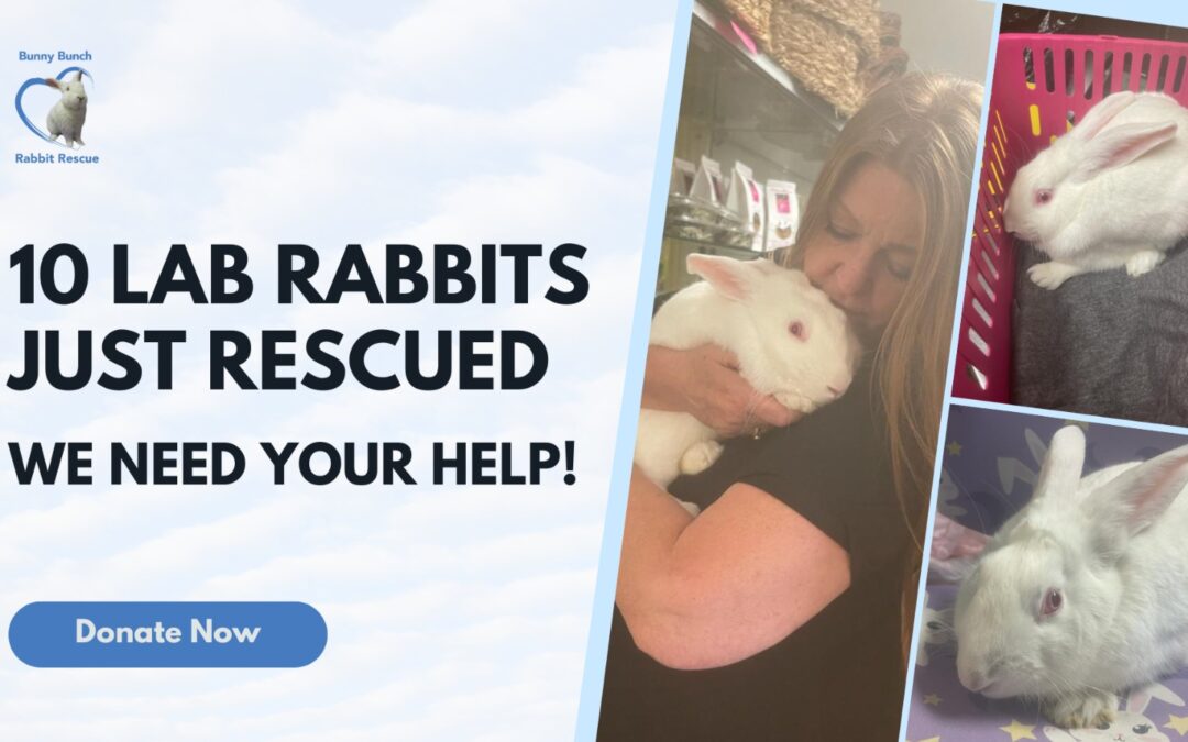 10 Lab Rabbits Just Rescued!