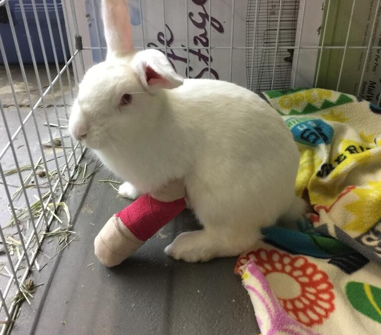 The Bunny Bunch Angel Program