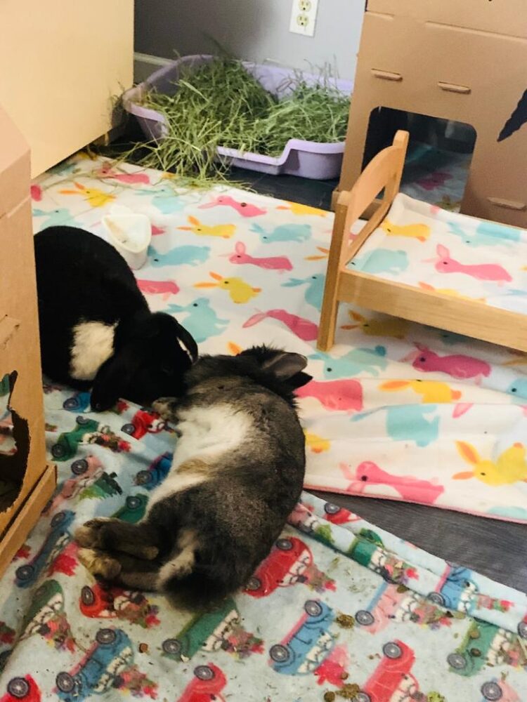 Bunnies need companions! The Bunny Bunch