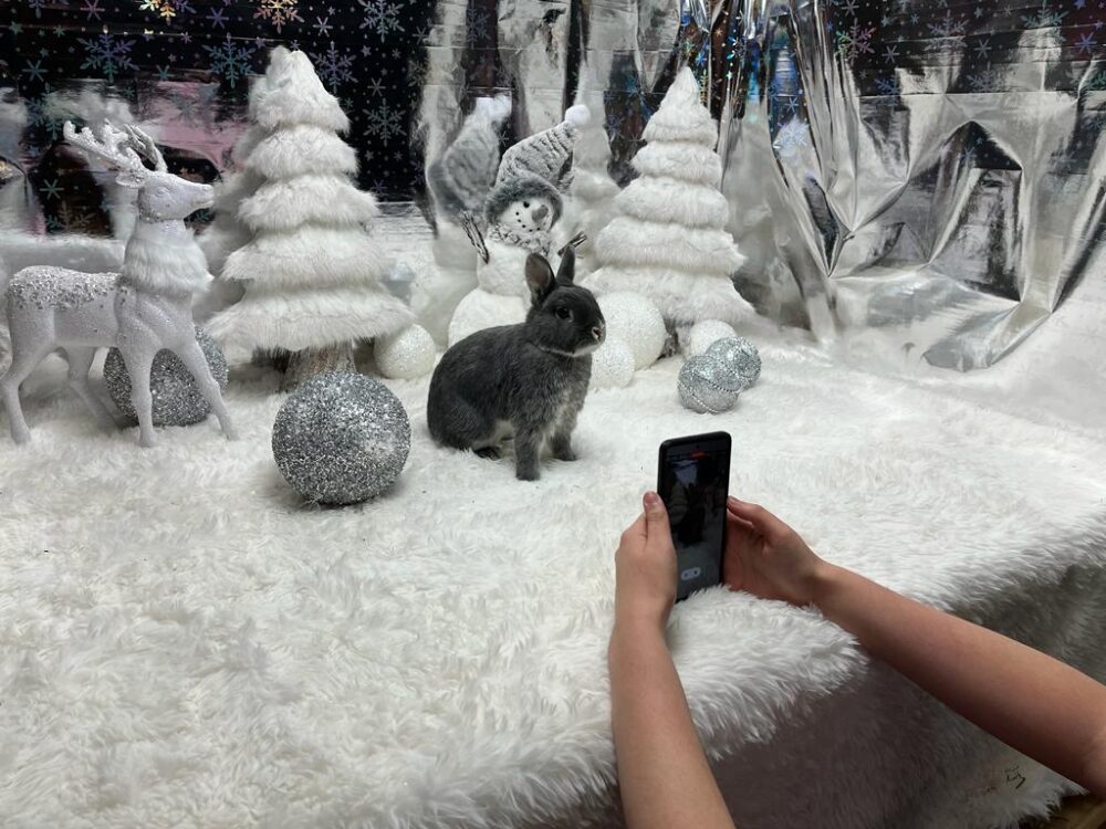 Bunny Bunch Holiday Shoot The Bunny Bunch