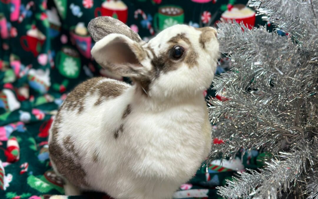 2024 Holiday Photo Shoot! ππ°