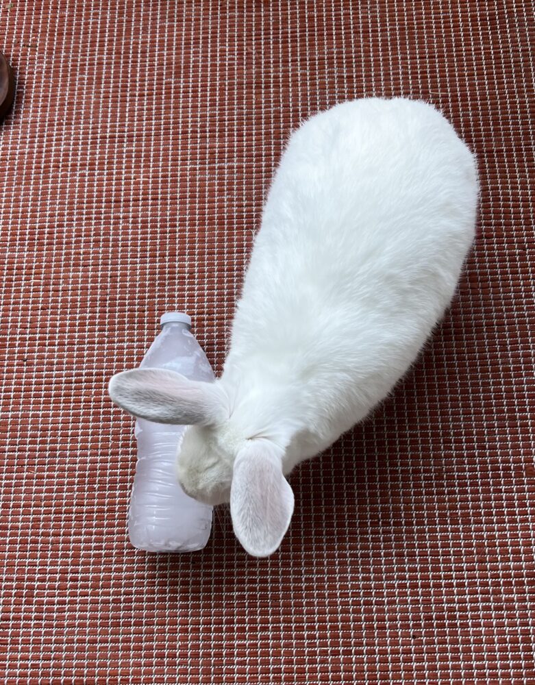 Hot Weather Alert! The Bunny Bunch