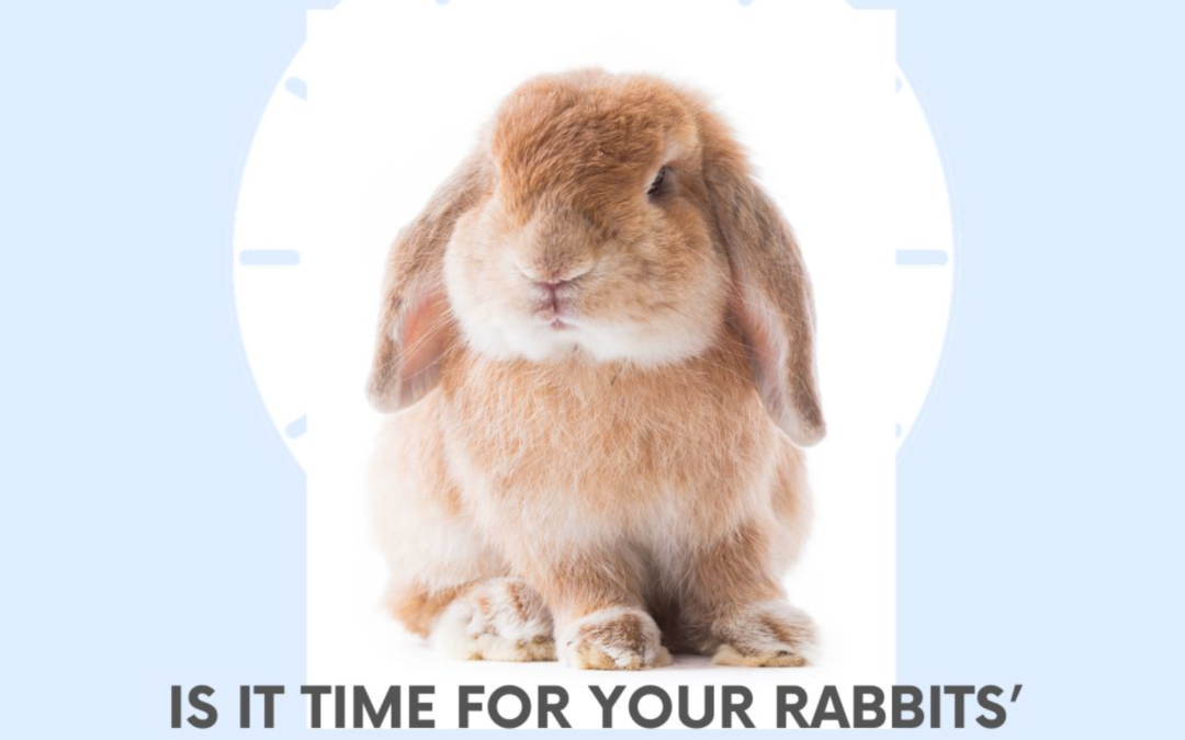 Is your rabbit’s vaccine up-to-date?