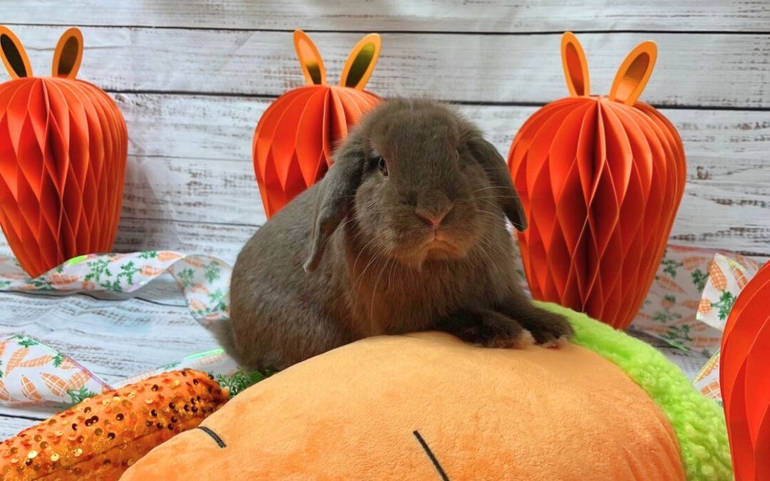 🐰 Easter Photoshoot at Bunny Bunch Fountain Valley 🌸📸