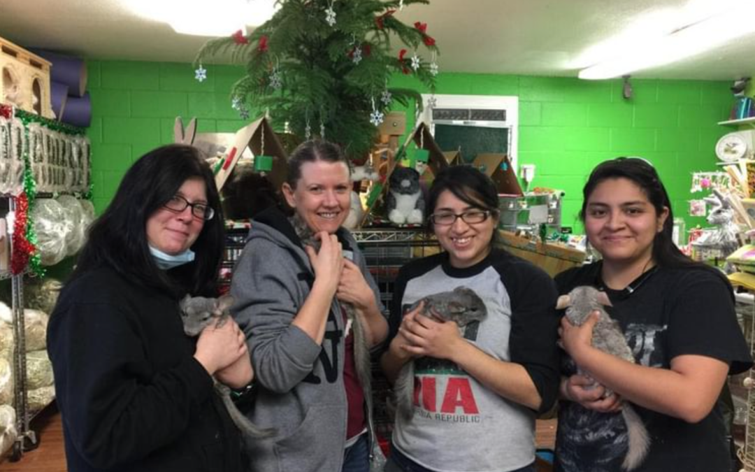 Adopt a chinchilla