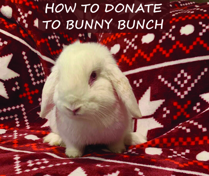 How to donate to Bunny Bunch