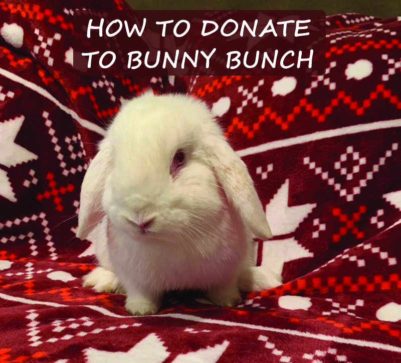 How to donate to Bunny Bunch The Bunny Bunch