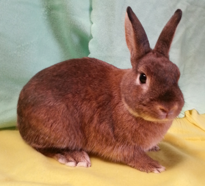 Dudley-Male