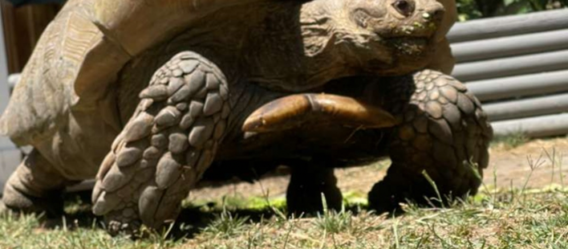 ADOPTED TEMPLATE ADOPTED TEMPLATE