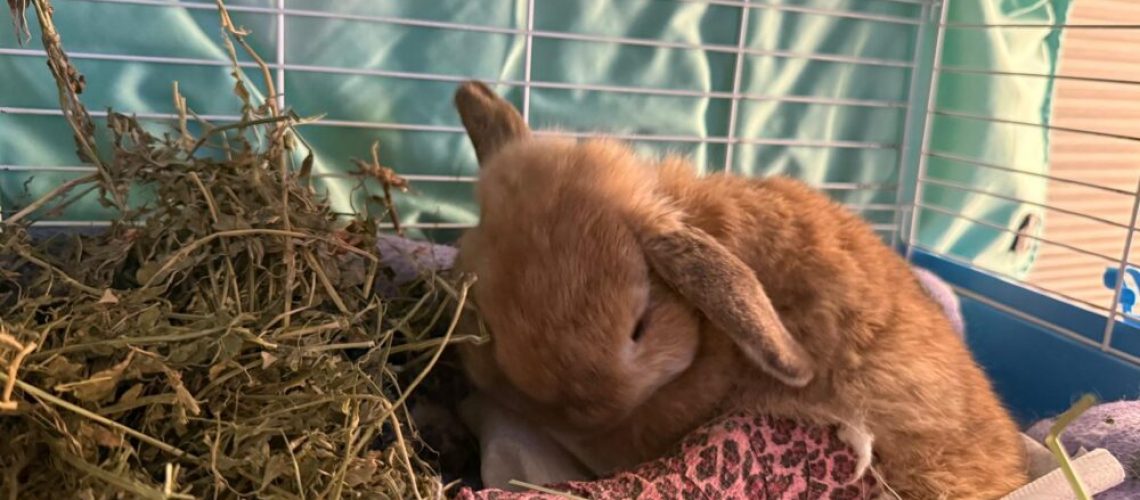 WhatsApp Image 2025-11-13 at 11.05.05 (1)