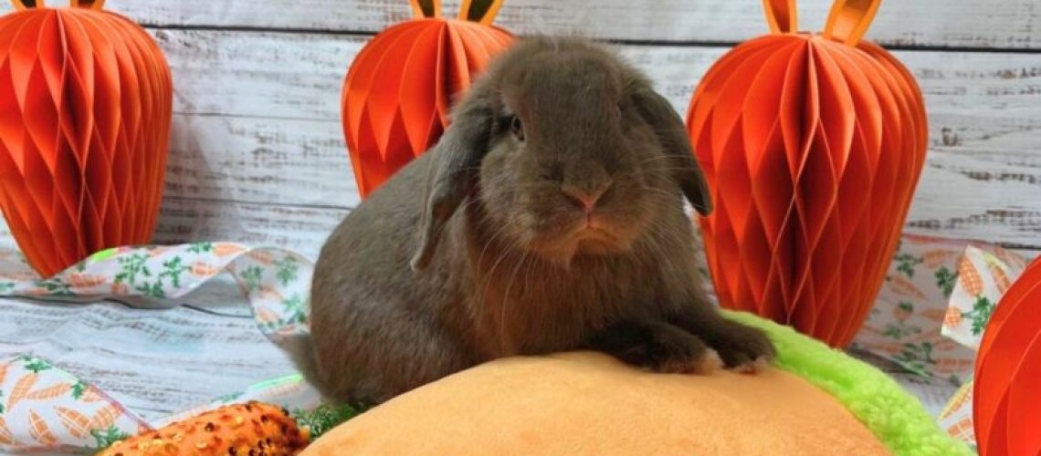 c85f1e70-f422-4a43-b86b-ebb2fedd473a