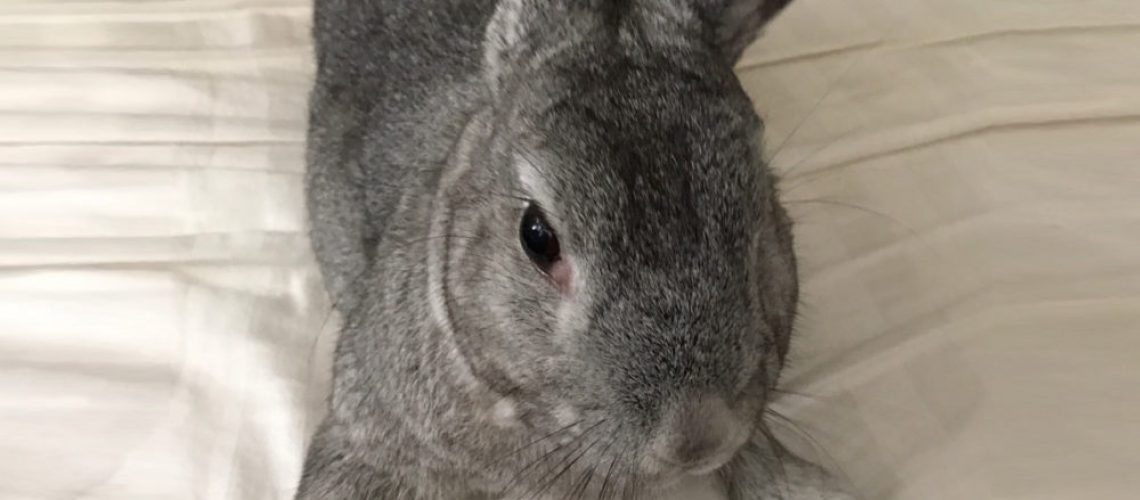 His name is Bunny. He is an eight year old neutered male. He was attacked by the dog that lived in his home. The dog injured one of his back legs so badly that the vet said the only option was amputation. The people choose euthanasia instead.
