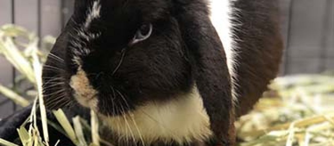 This black and white bunny is filling up with hay and making her way back to good health