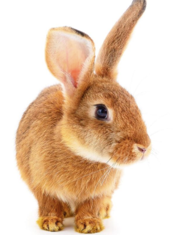 Bunny Bunch is hiring!