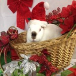 Holiday Hours