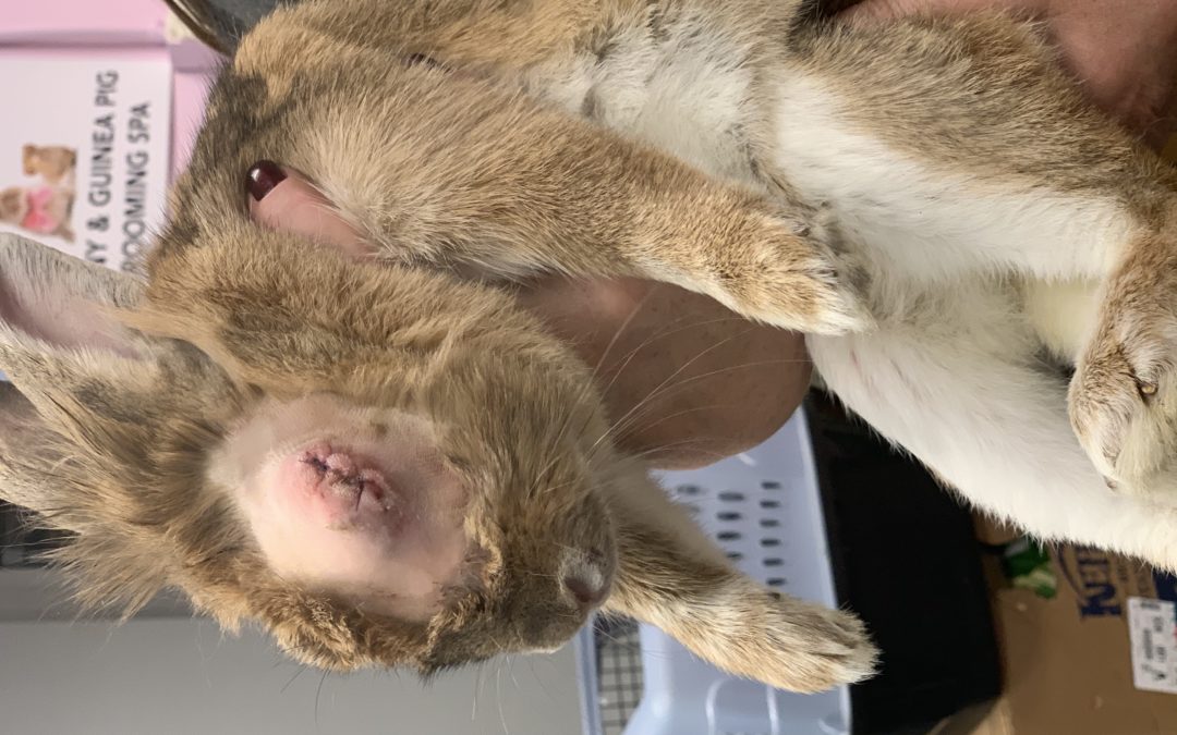 Marigold was found abandoned