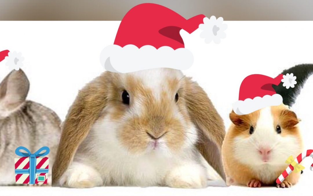 Photos with Santa