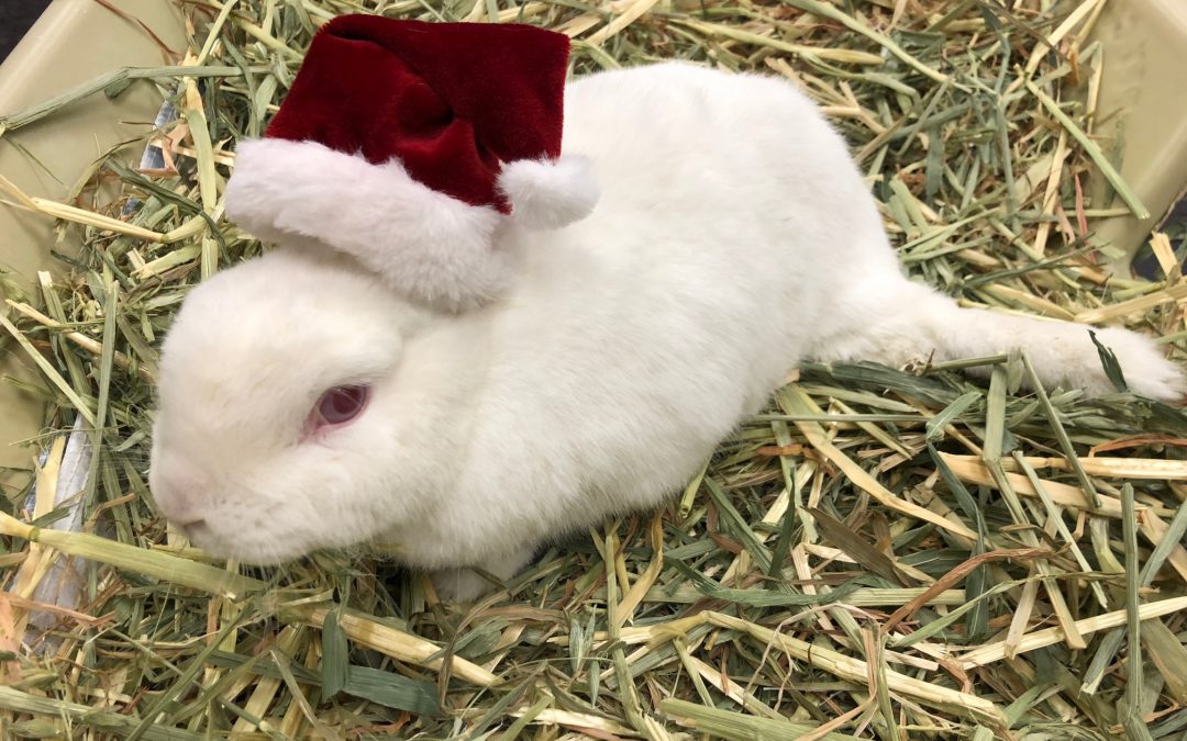 There’s a new SANTA in town!