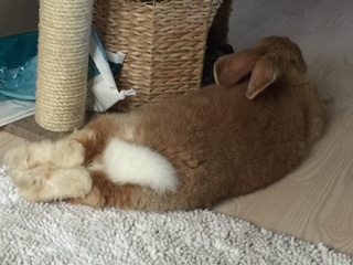 BUNNY BUTT CONTEST!