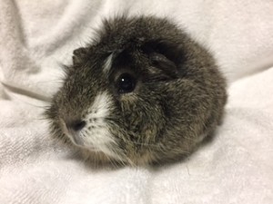 Abandoned! This poor piggie was left out in the rain and cold today in his cage with no protection from the weather, abandoned. He is now safe and cozy at Bunny Bunch Montclair. He is an unneutered male, and really needs someone to live him and give him the home he deserves.