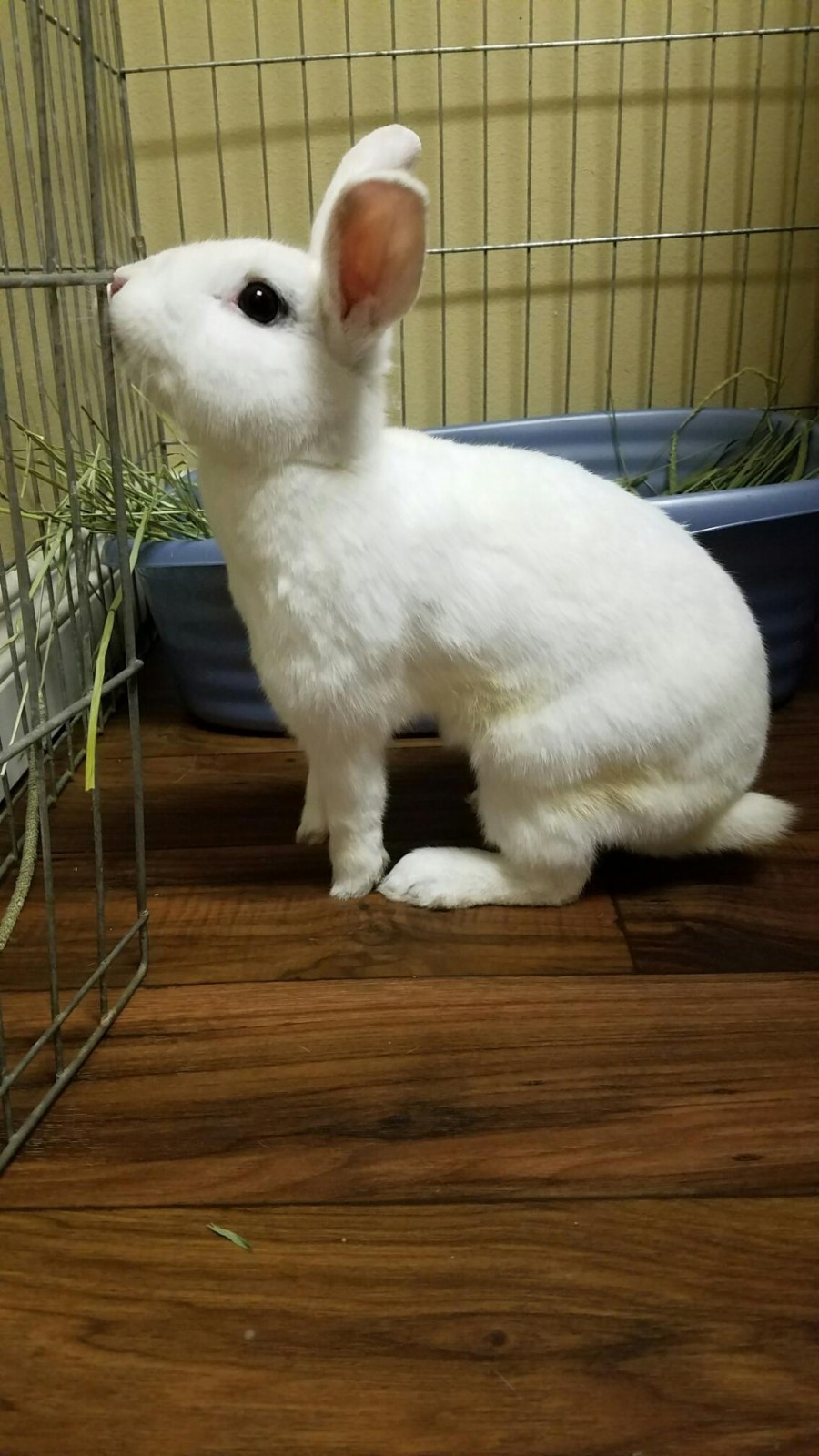 image1 (43) The Bunny Bunch