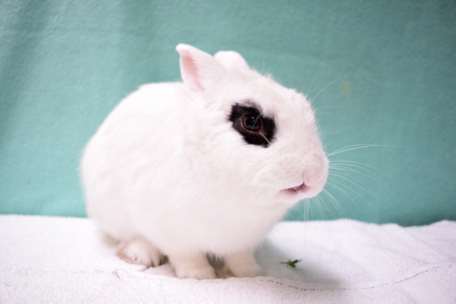 image1 (48) The Bunny Bunch