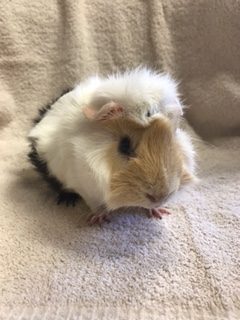 Meet Poppy!