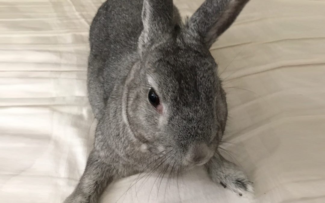 New Angel Bunny Is Saved!