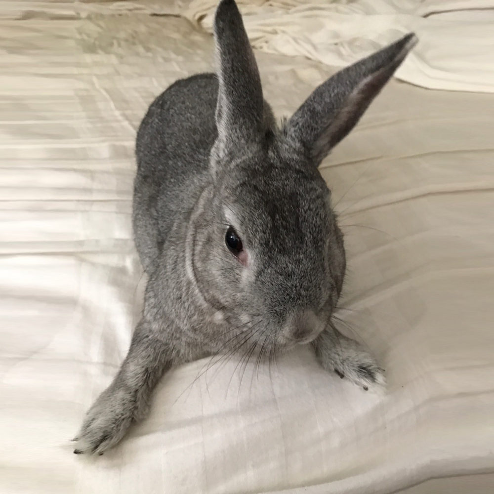 New Angel Bunny Is Saved! - The Bunny Bunch