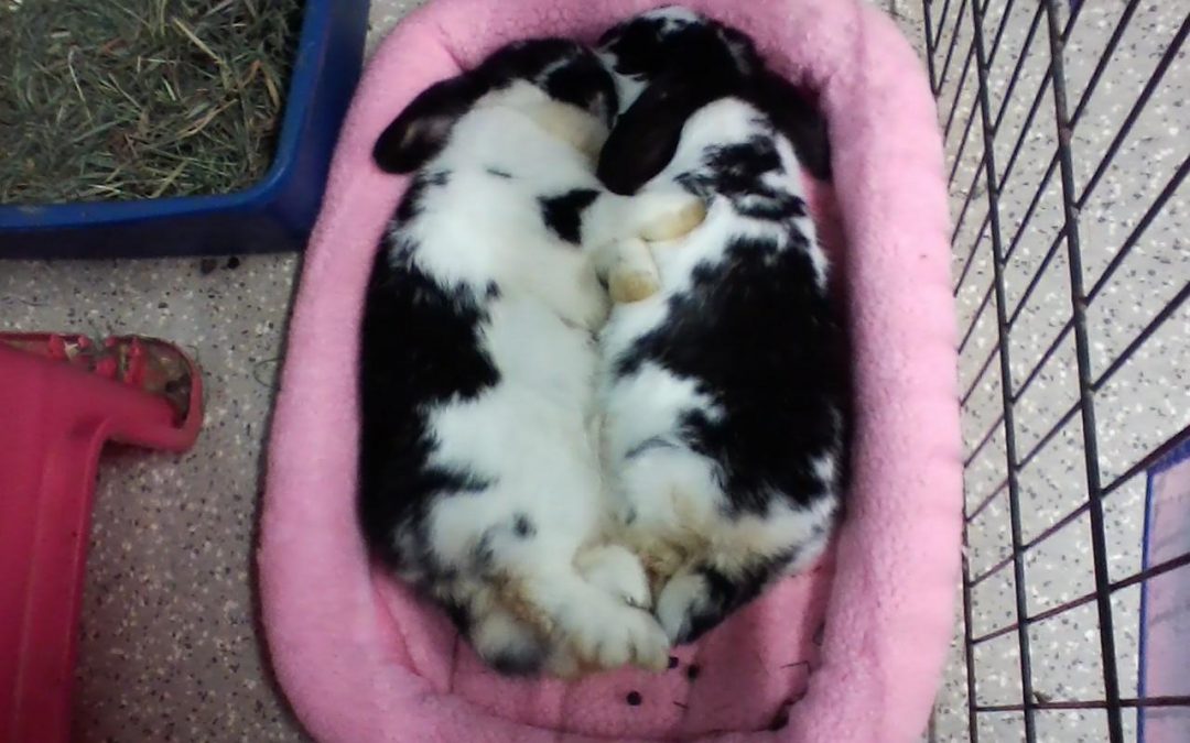 Buy a Bunny a Bed!