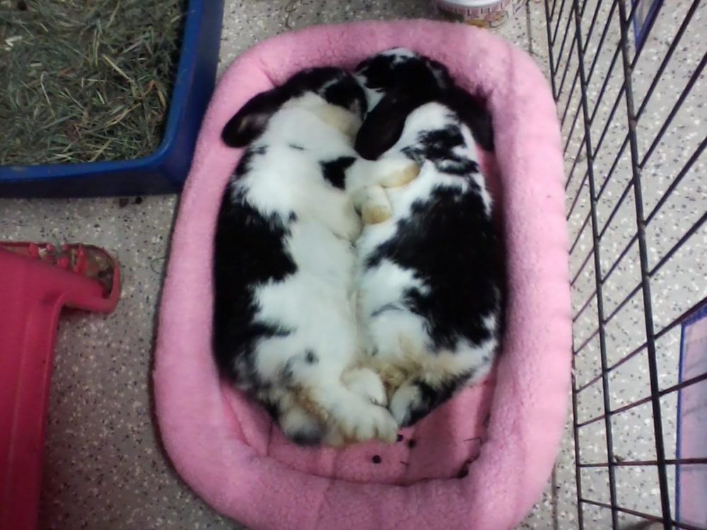 Buy a Bunny a Bed! The Bunny Bunch