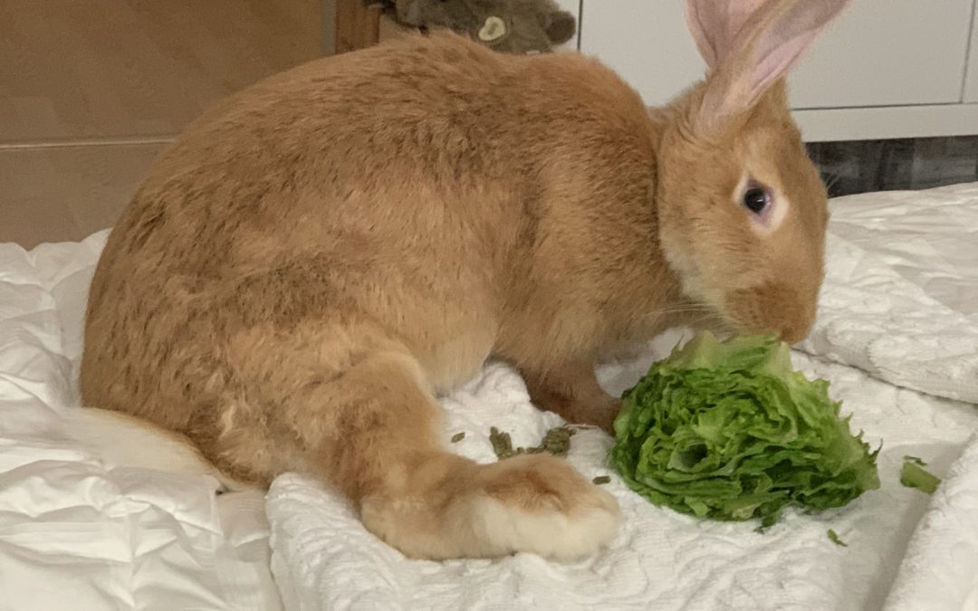 UPDATE ON SUNSHINE