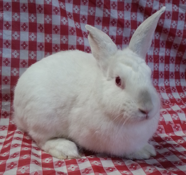 mistletoeoc - The Bunny Bunch