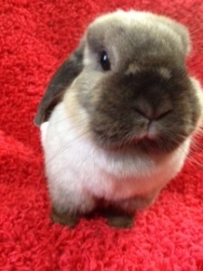 overlowingrabbit