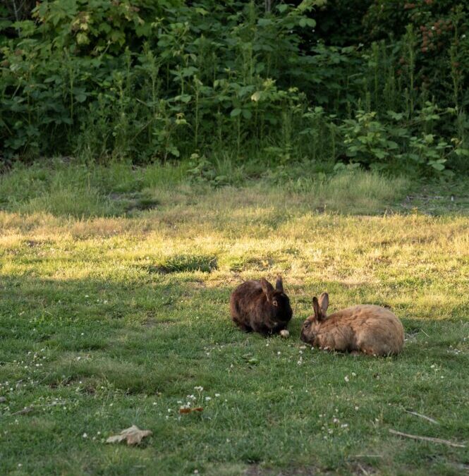 MORE RABBITS ARE BEING DUMPED THAN EVER BEFORE